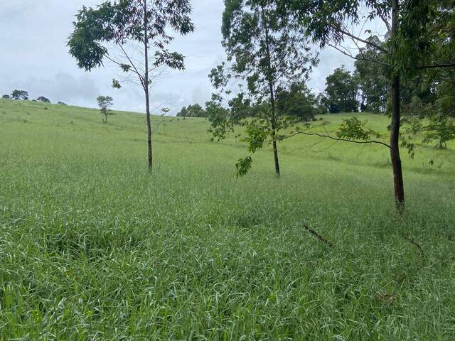 Sítio para Venda em Amparo - 4