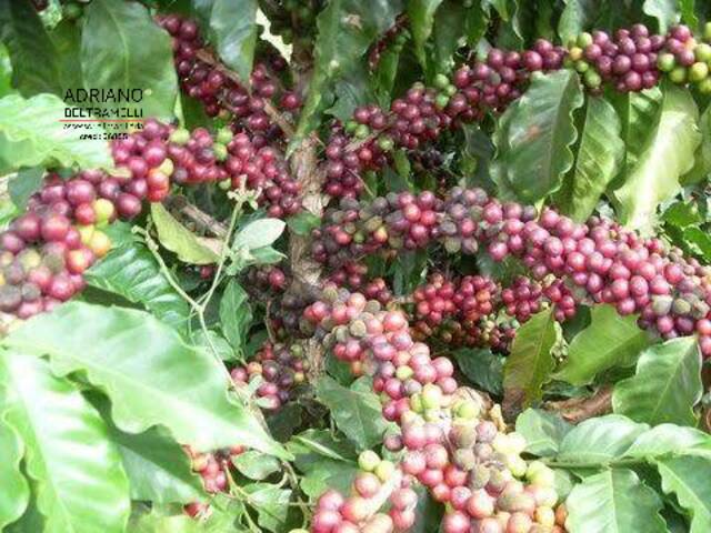 #FA0013 - Fazenda para Venda em Novo Cruzeiro - MG - 1