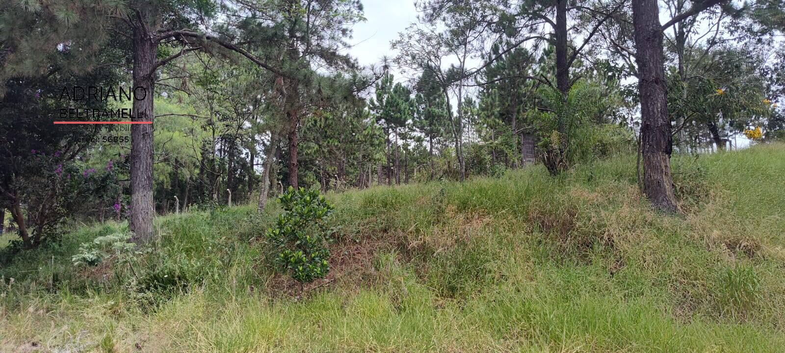 Chácara à venda com 4 quartos, 60000m² - Foto 5
