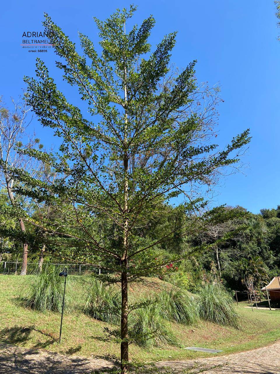 Terreno, 11 hectares - Foto 20