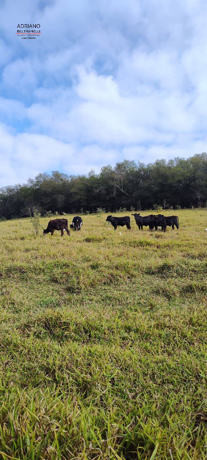 Terreno, 11 hectares - Foto 37