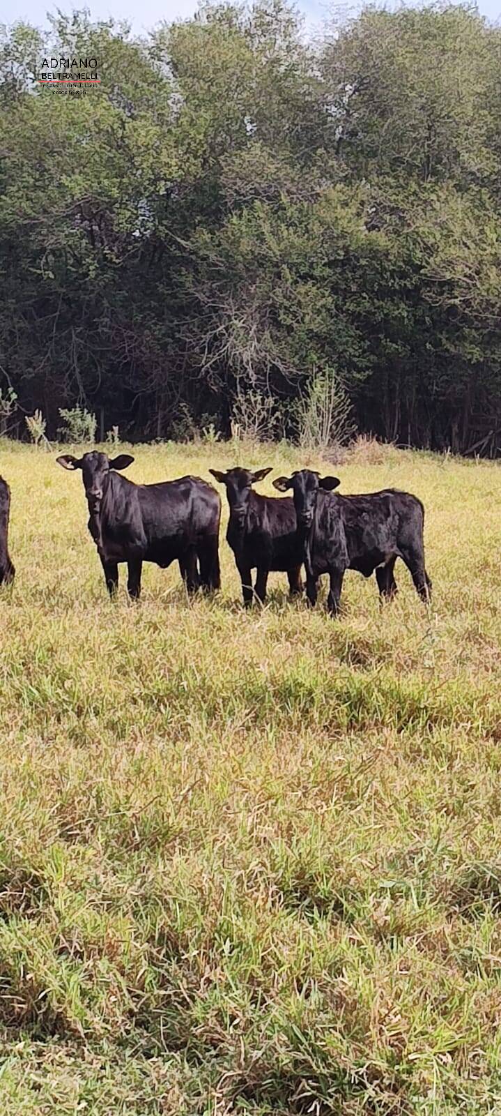 Terreno, 11 hectares - Foto 39