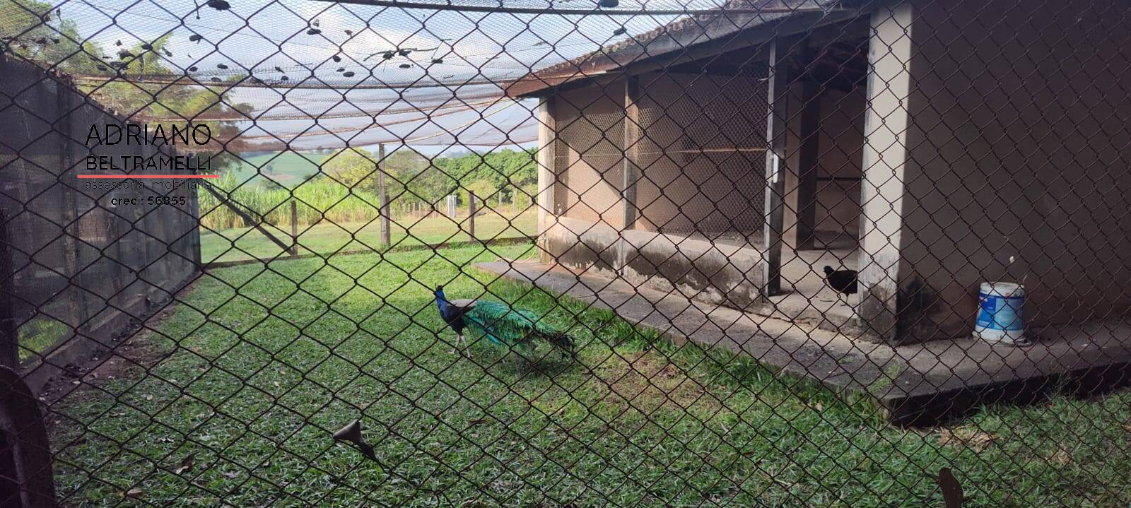 Sítio, 6 quartos, 4 hectares - Foto 10