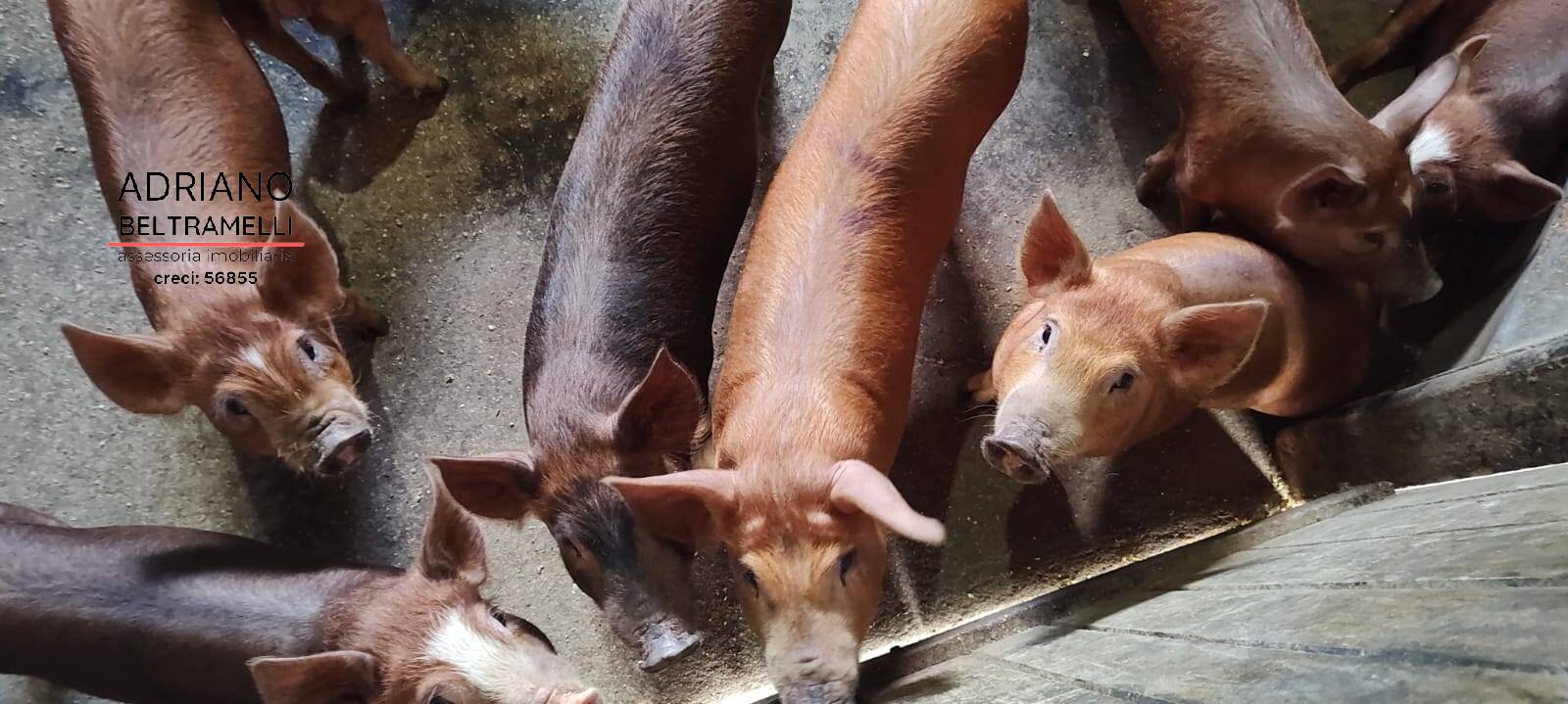 Sítio, 6 quartos, 4 hectares - Foto 15