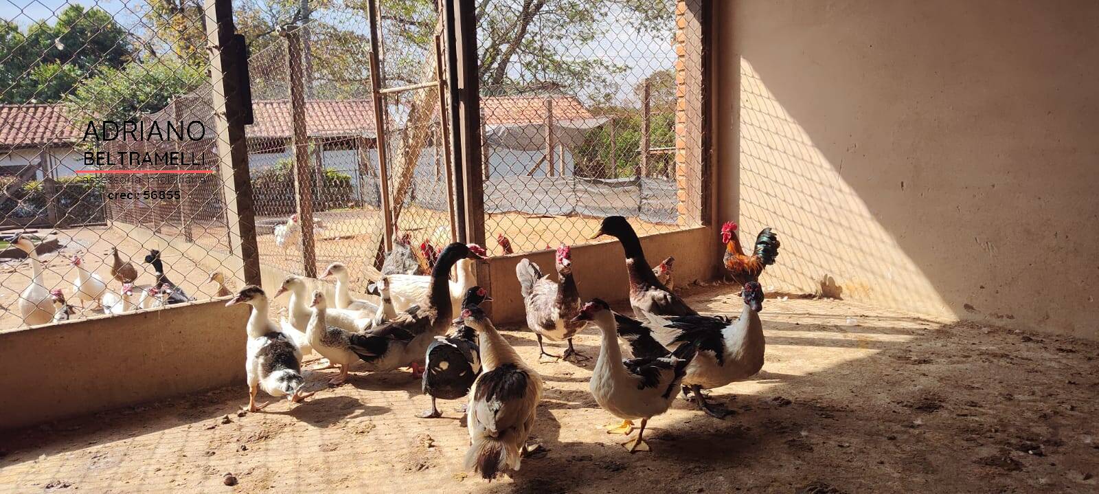 Sítio, 6 quartos, 4 hectares - Foto 16