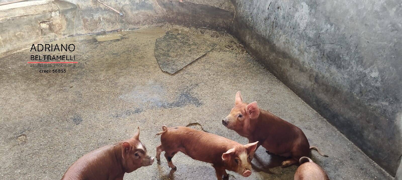 Sítio, 6 quartos, 4 hectares - Foto 18