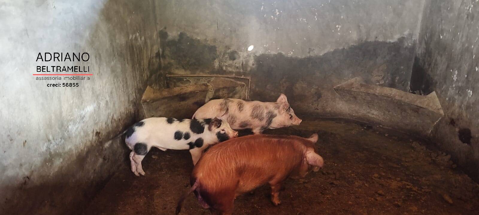 Sítio, 6 quartos, 4 hectares - Foto 17