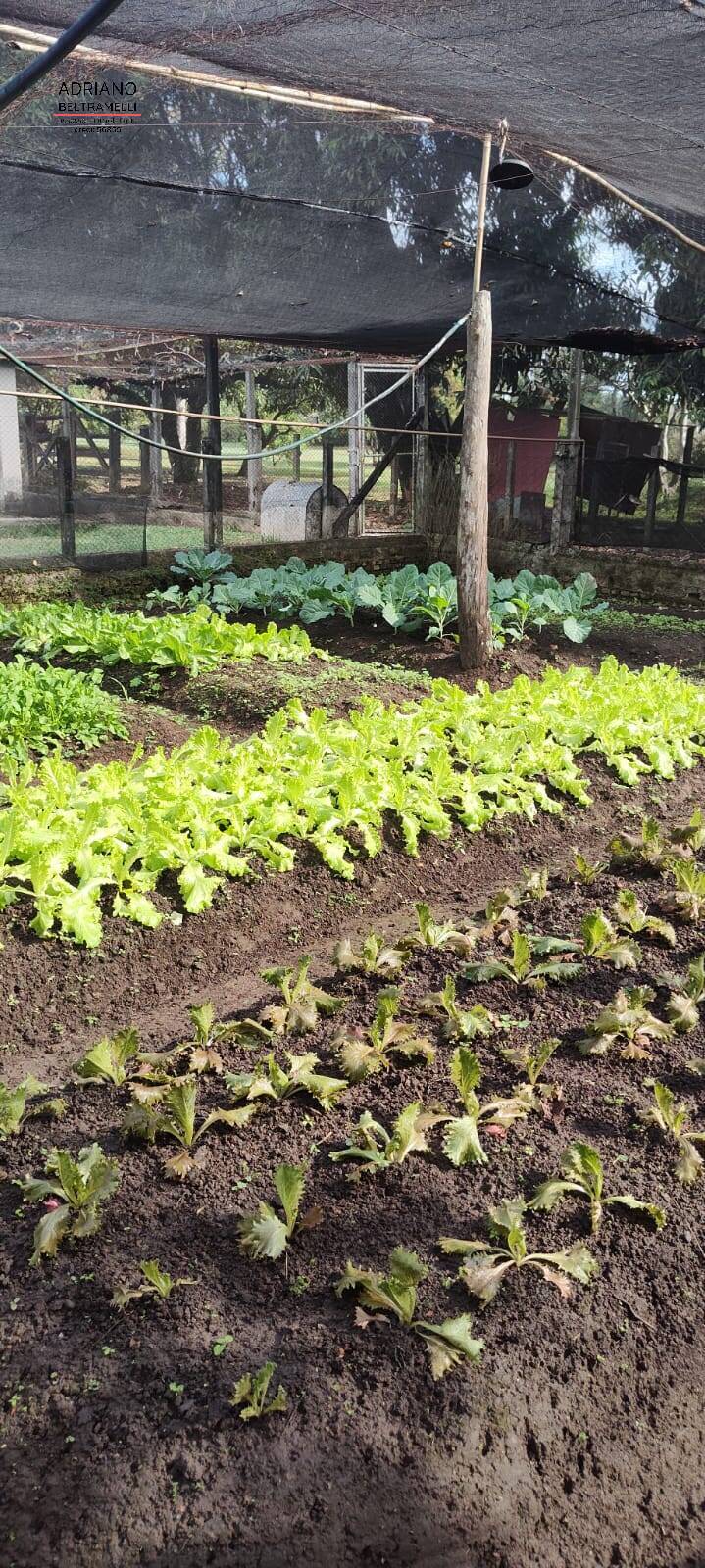 Sítio, 6 quartos, 4 hectares - Foto 21