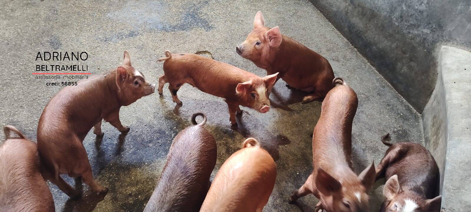 Sítio, 6 quartos, 4 hectares - Foto 20