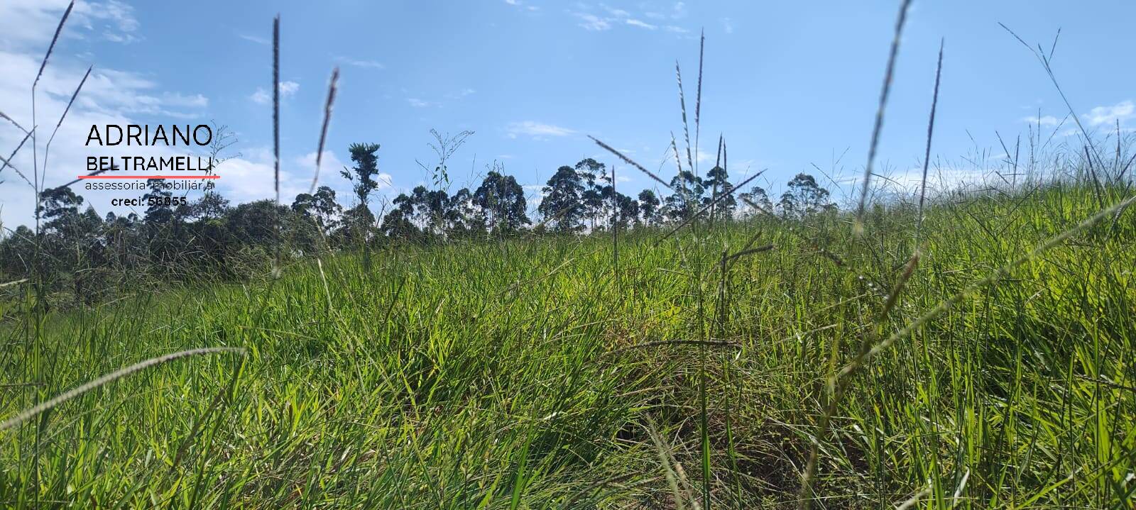 Terreno, 2 hectares - Foto 7