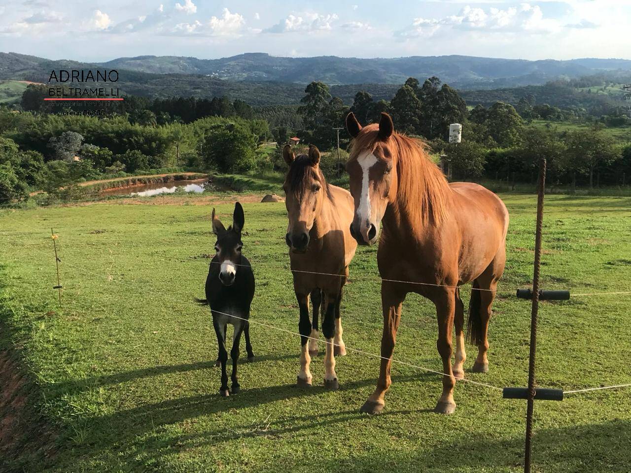 Sítio, 5 quartos, 5 hectares - Foto 1