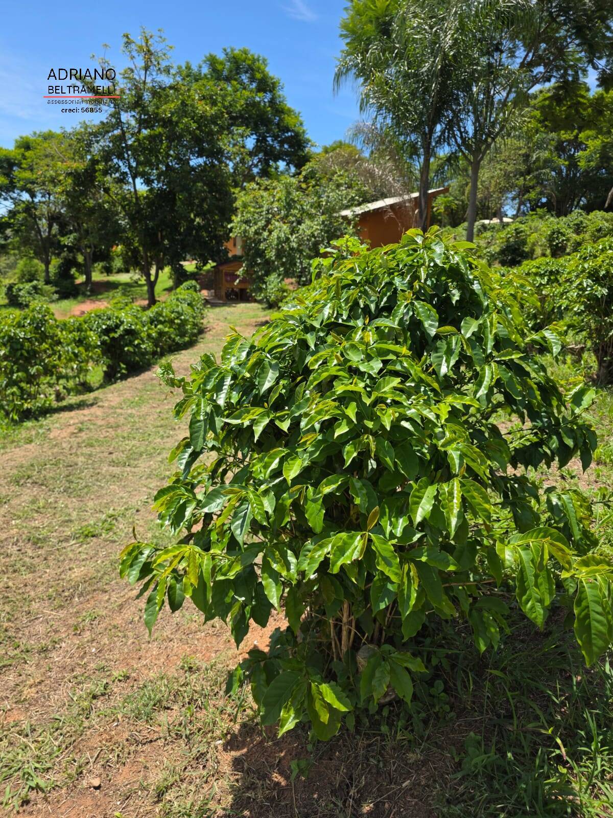 Sítio, 1 quarto, 5 hectares - Foto 10