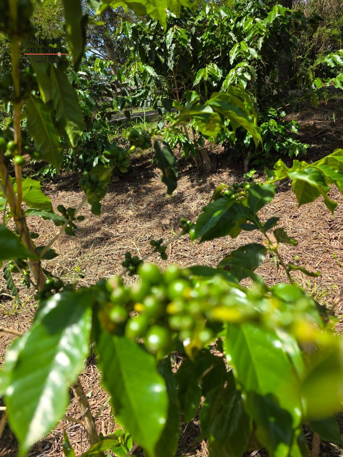 Sítio, 1 quarto, 5 hectares - Foto 14