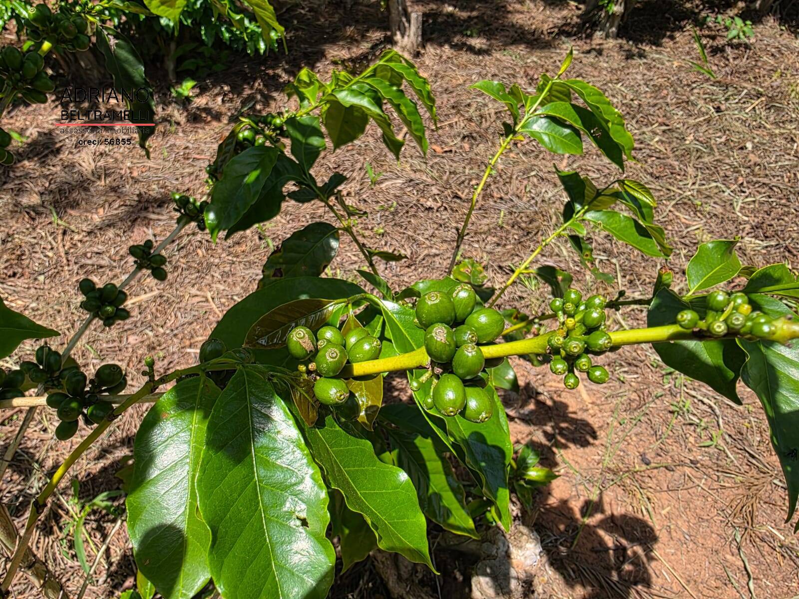 Sítio, 1 quarto, 5 hectares - Foto 15