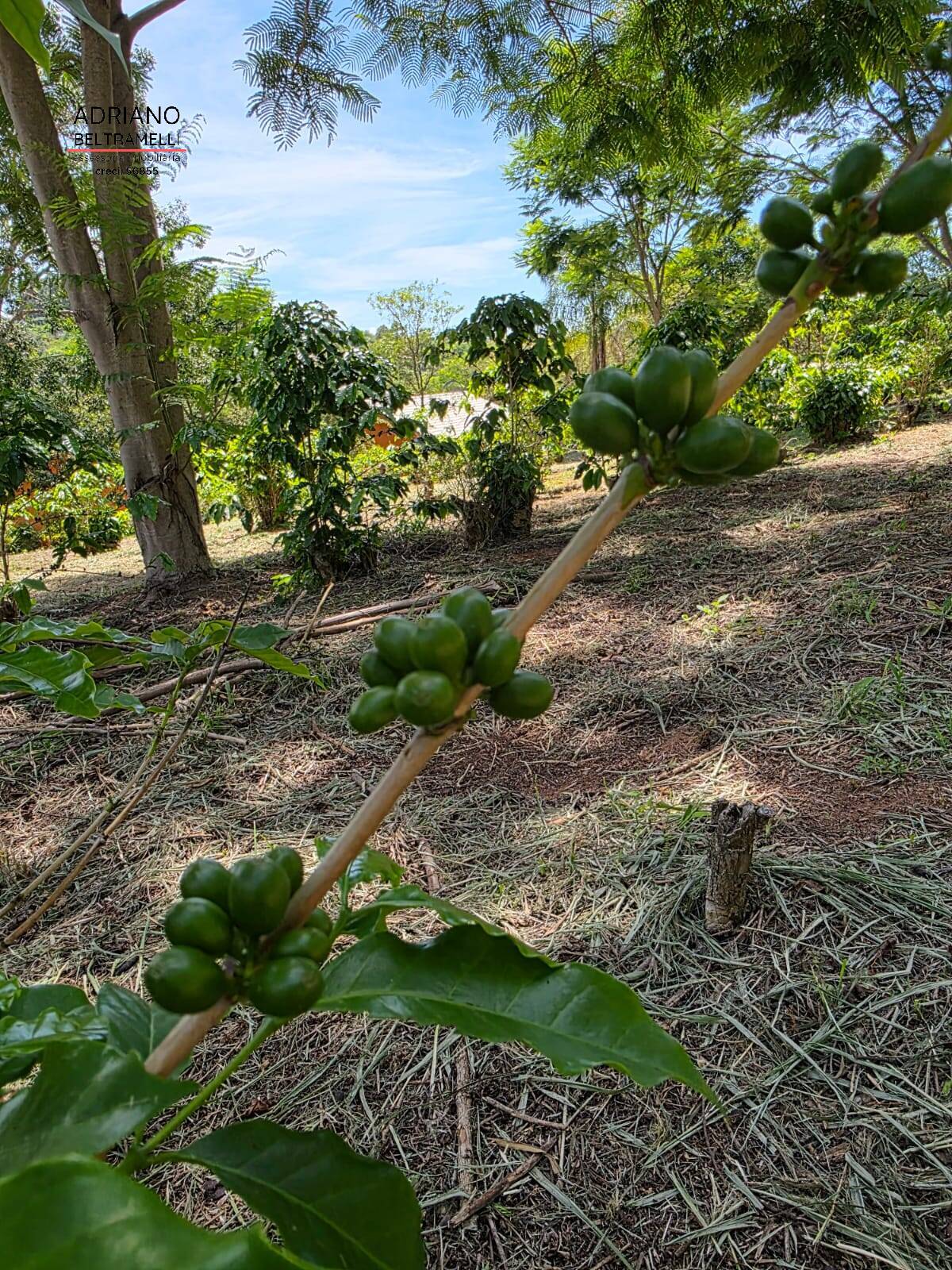 Sítio, 1 quarto, 5 hectares - Foto 16