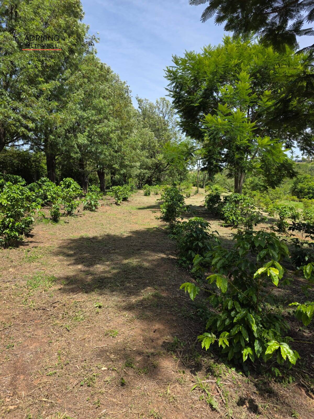 Sítio, 1 quarto, 5 hectares - Foto 18