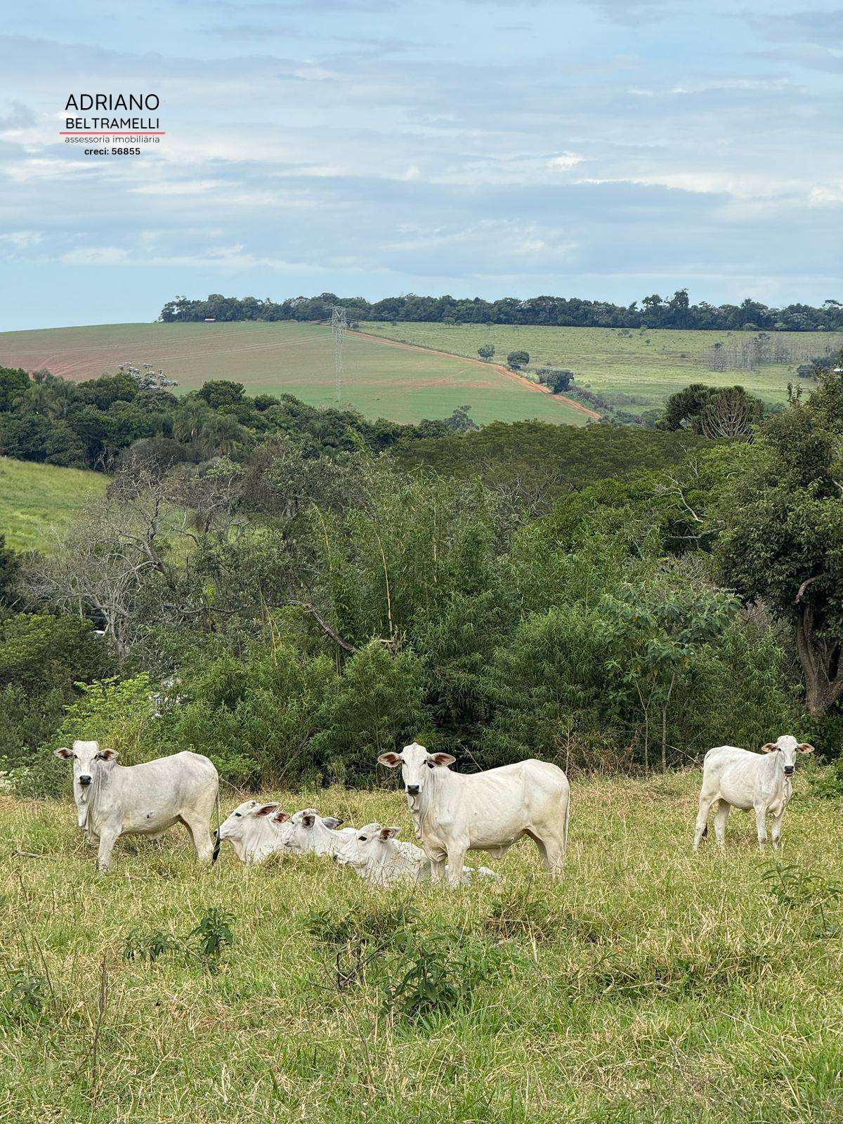 Fazenda, 10 hectares - Foto 7