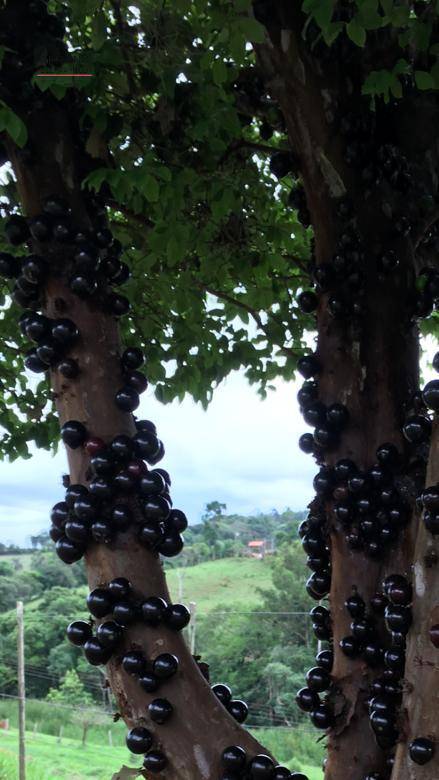 Fazenda, 10 hectares - Foto 11