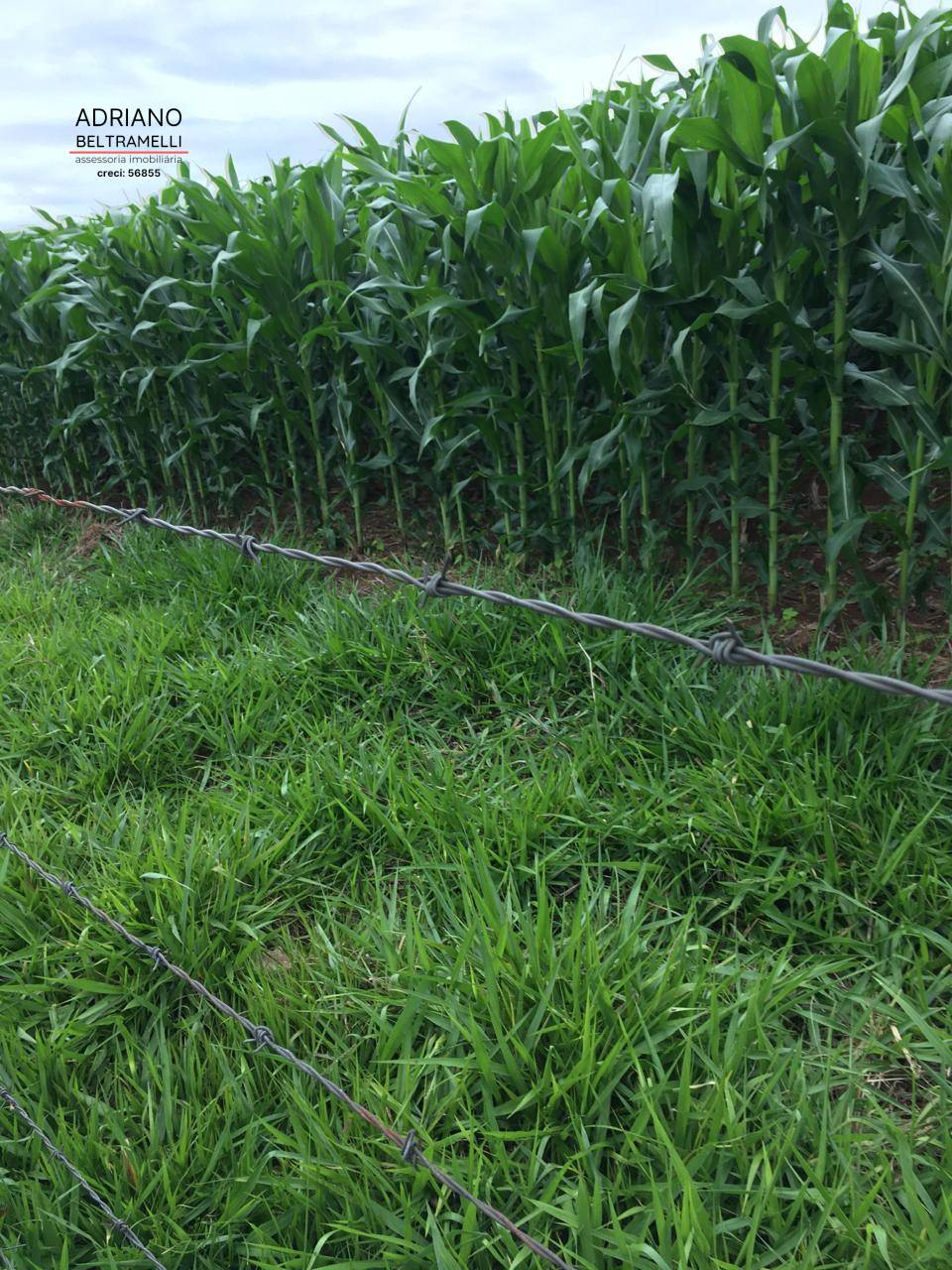 Fazenda, 10 hectares - Foto 13