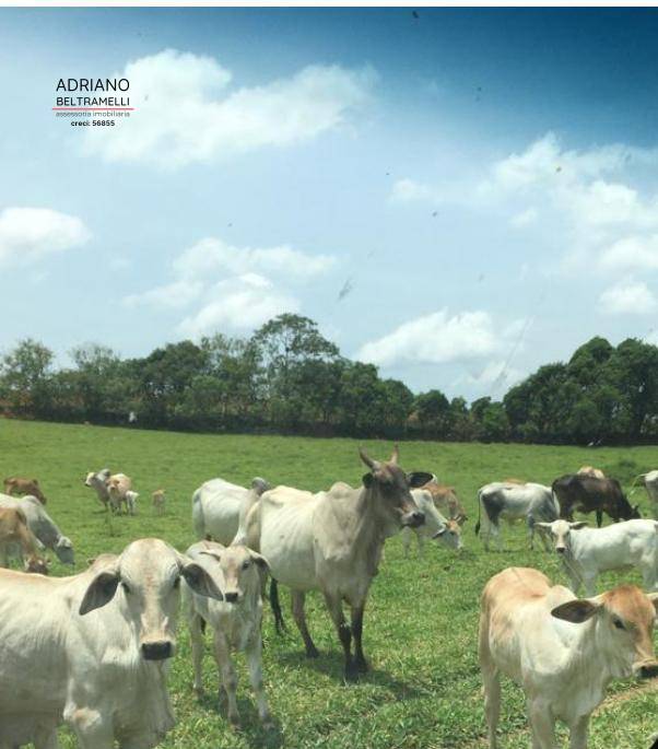 Fazenda, 10 hectares - Foto 17