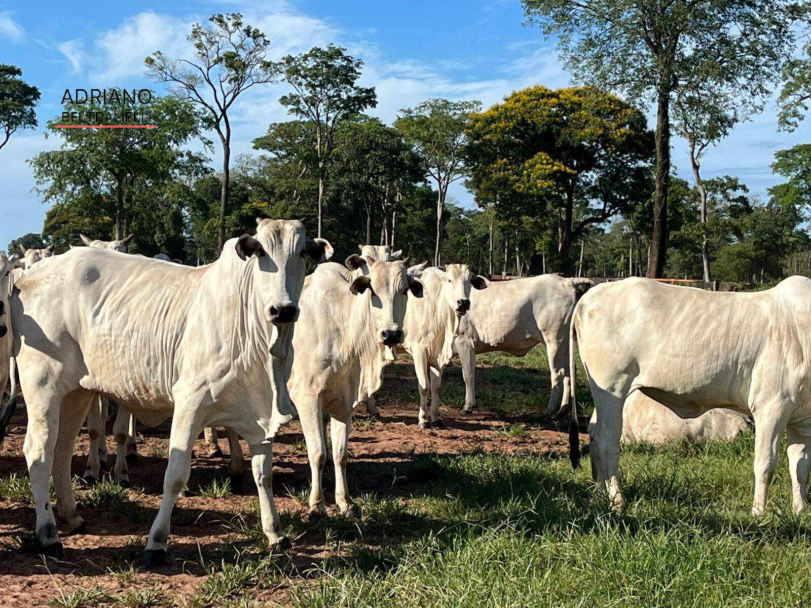 Fazenda, 622 m² - Foto 4