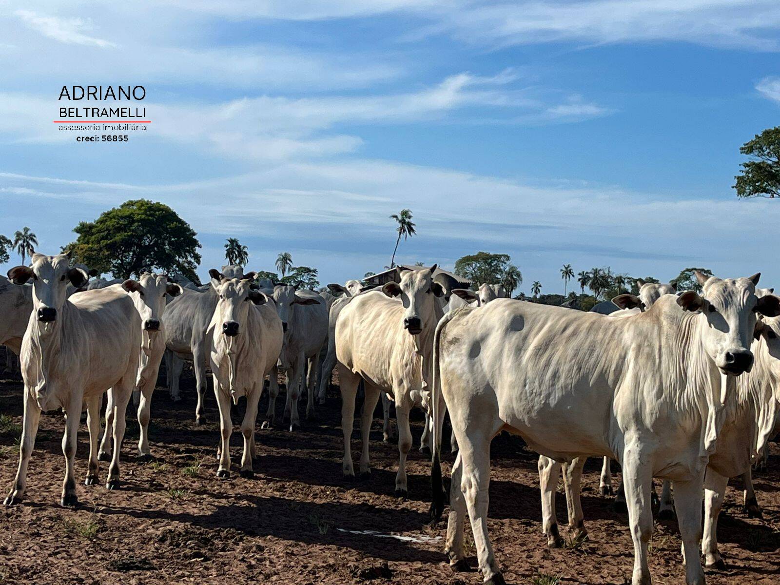 Fazenda, 622 m² - Foto 8