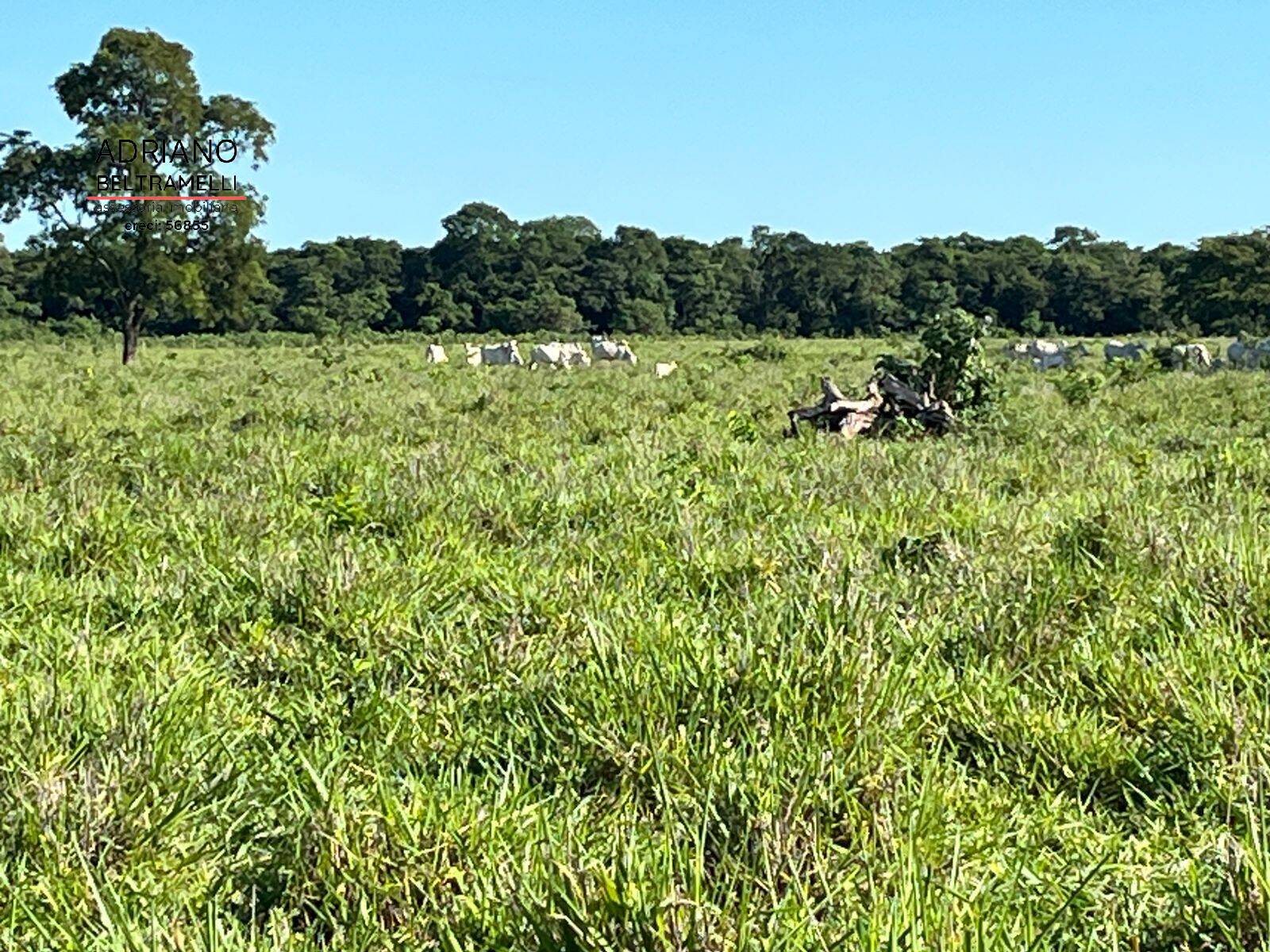 Fazenda, 622 m² - Foto 12