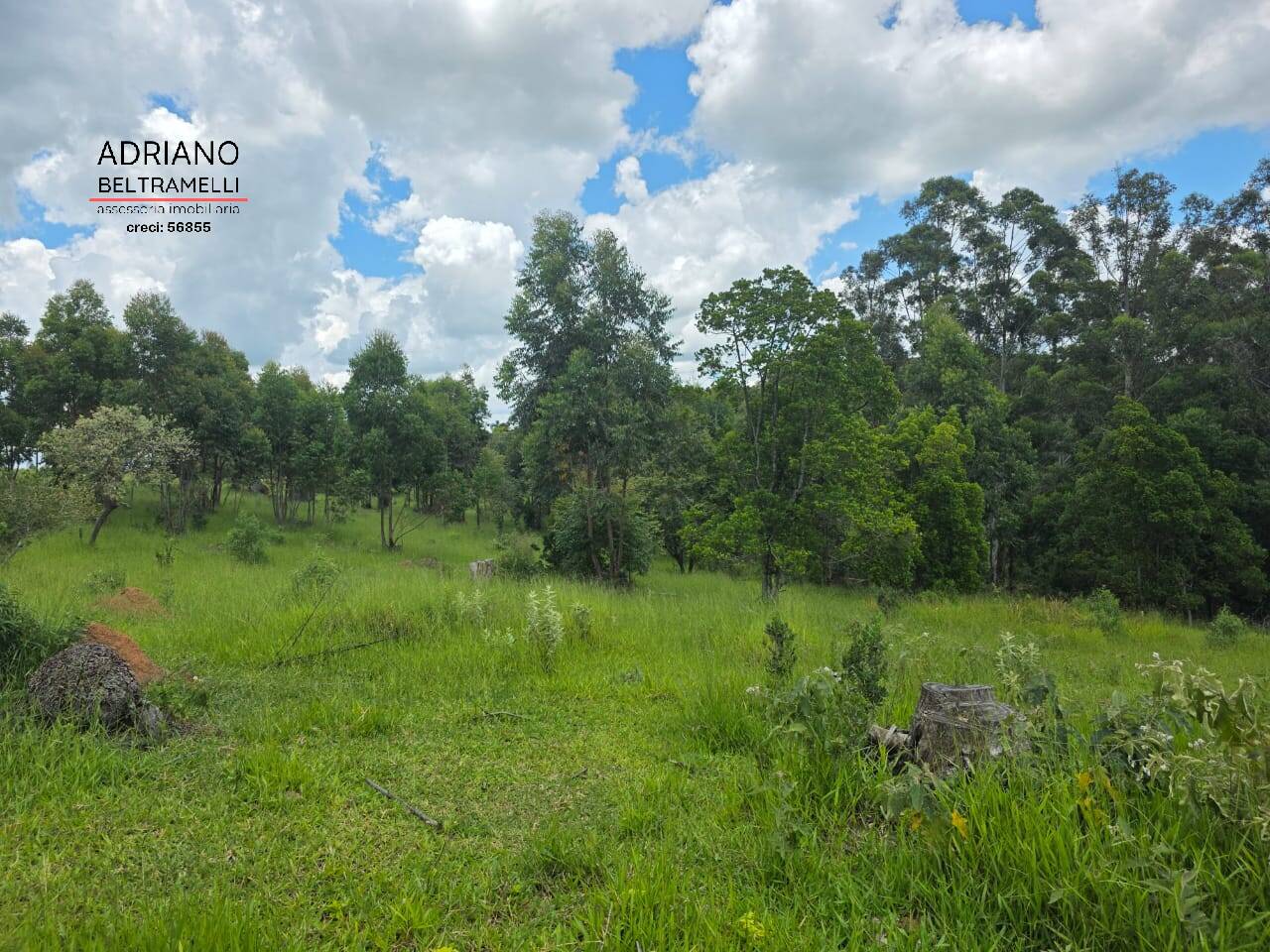 Terreno, 4 hectares - Foto 4