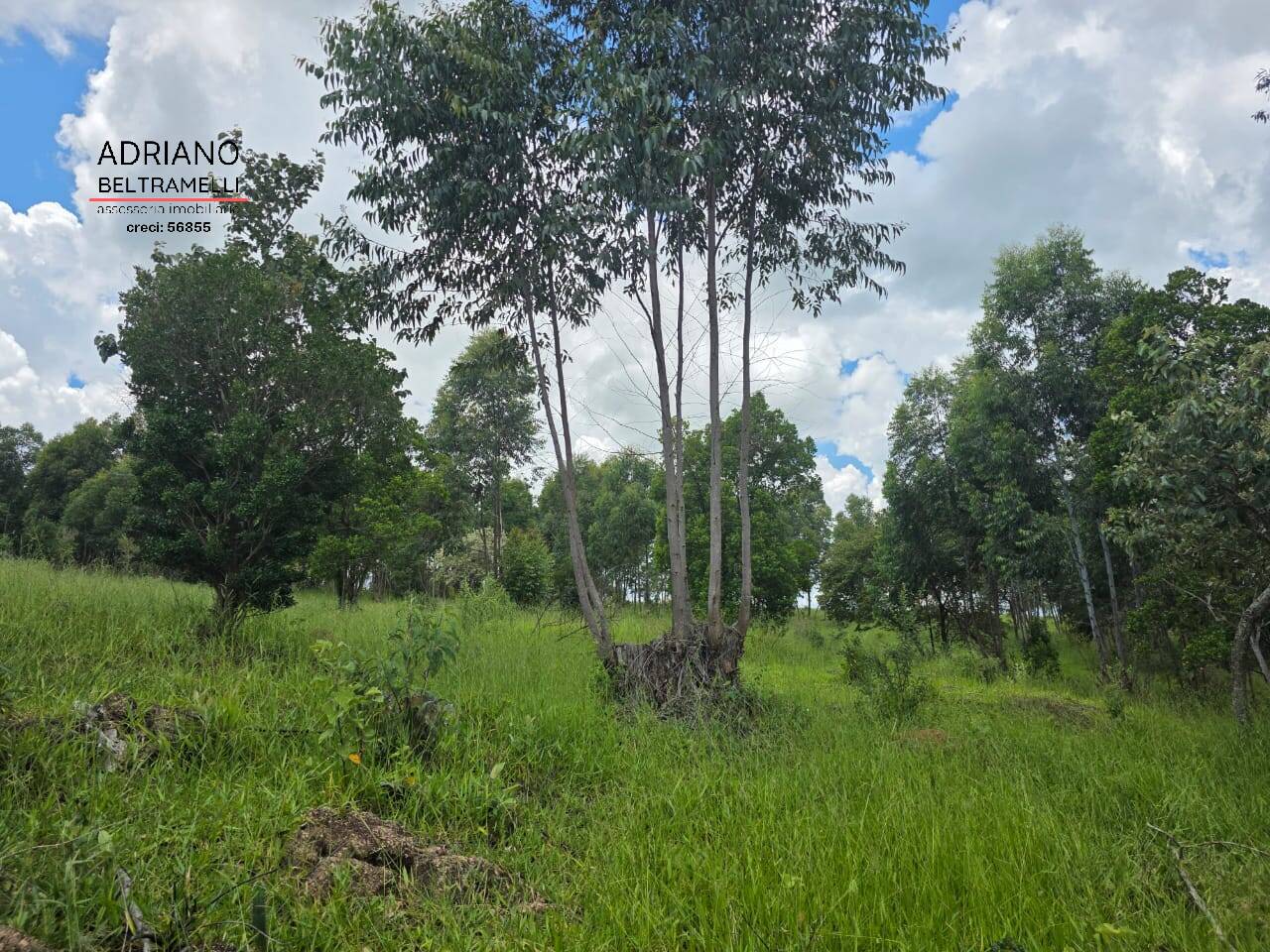 Terreno, 4 hectares - Foto 8