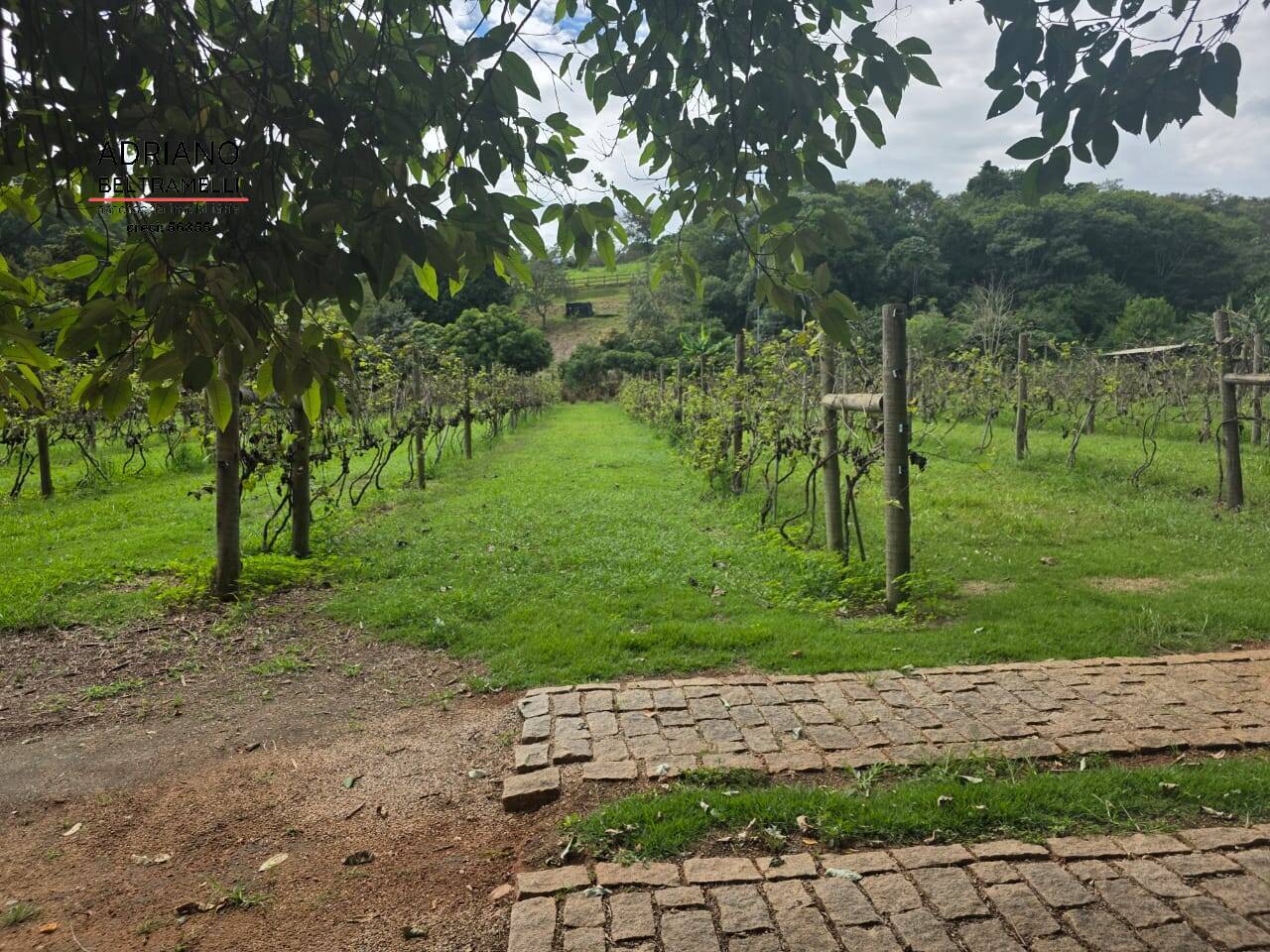 Terreno, 4 hectares - Foto 34
