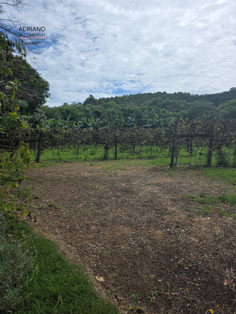 Terreno, 4 hectares - Foto 39