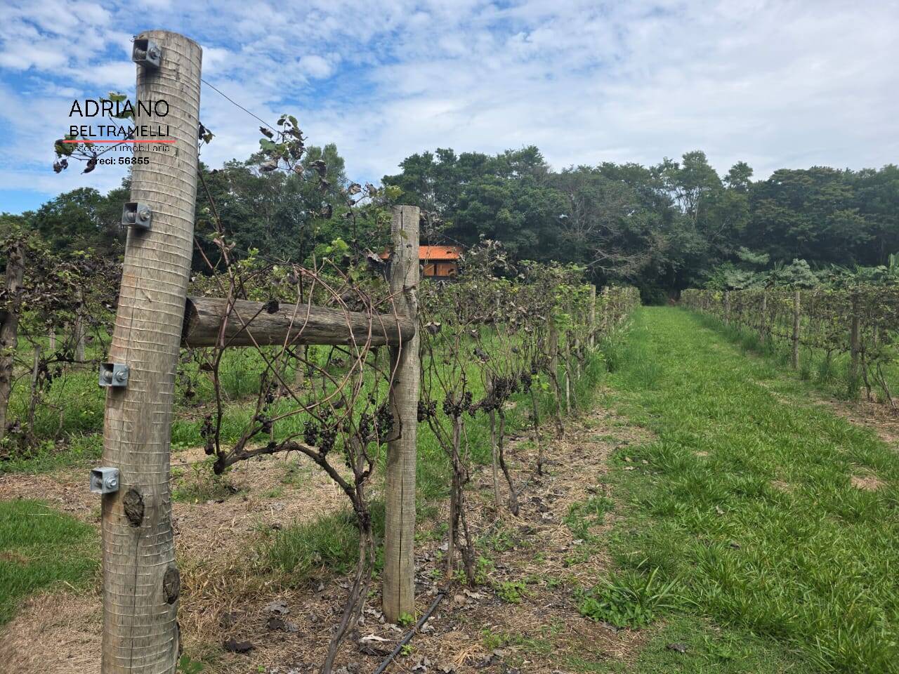 Terreno, 4 hectares - Foto 41