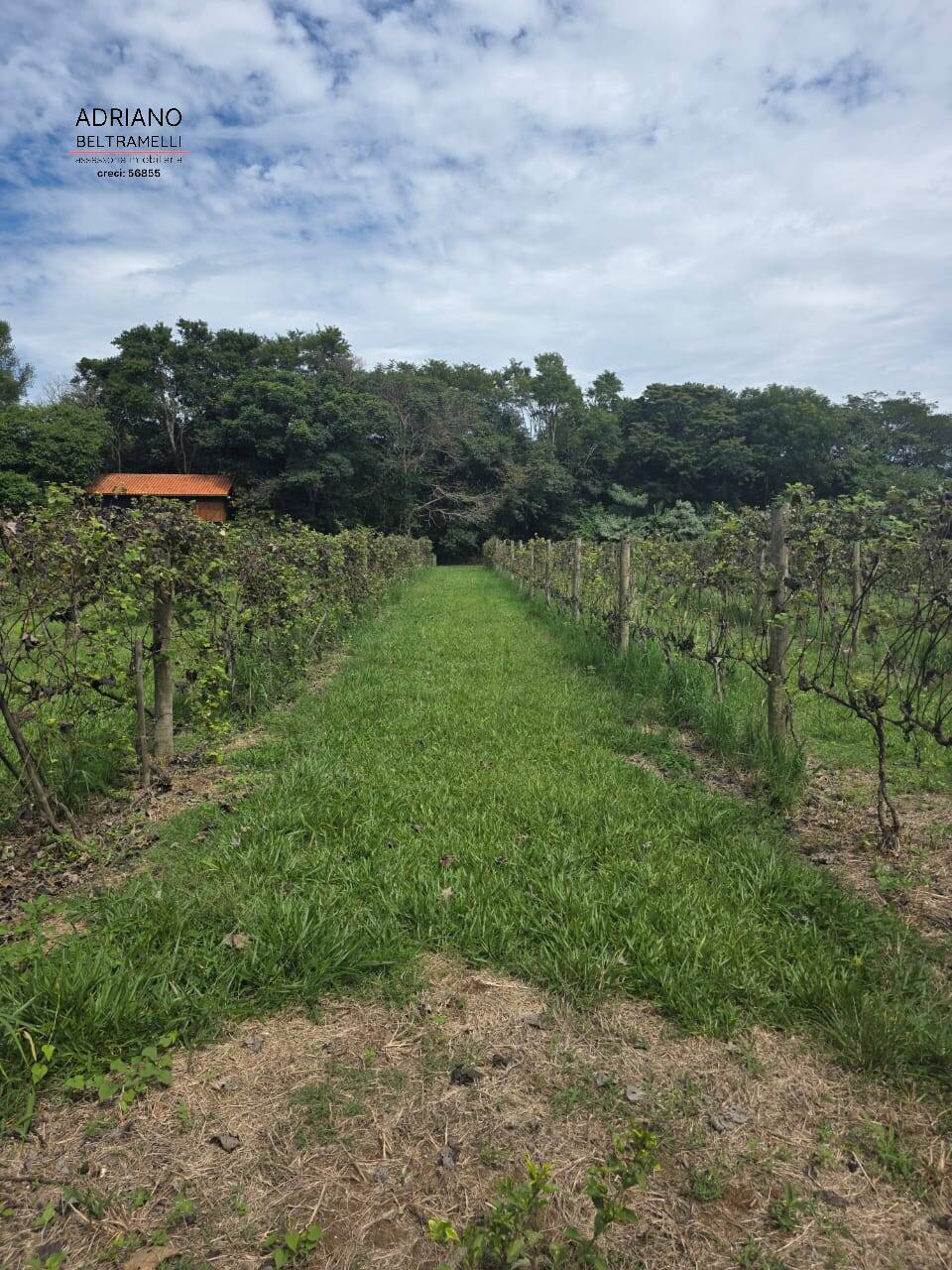 Terreno, 4 hectares - Foto 40
