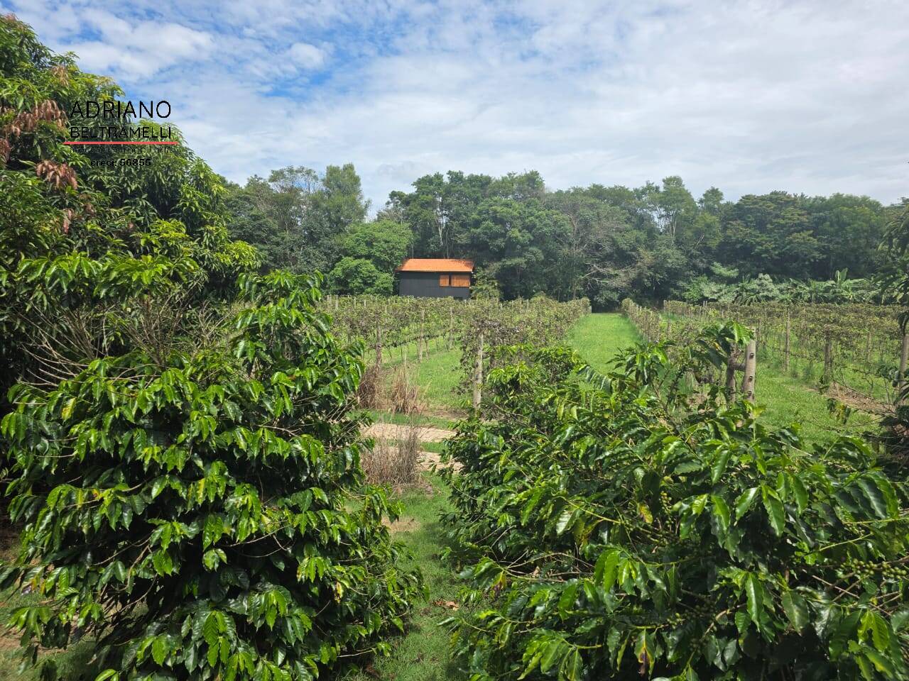 Terreno, 4 hectares - Foto 43