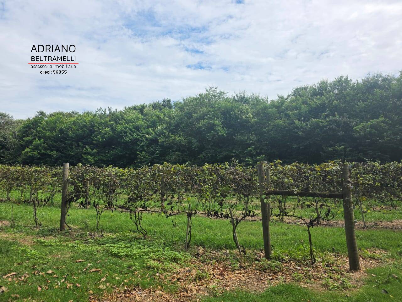 Terreno, 4 hectares - Foto 44