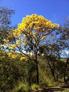 Sítio, 5 quartos, 3 hectares - Foto 8