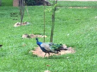 Sítio, 5 quartos, 3 hectares - Foto 10