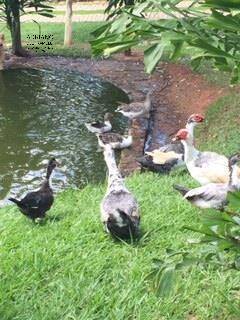 Sítio, 5 quartos, 3 hectares - Foto 11