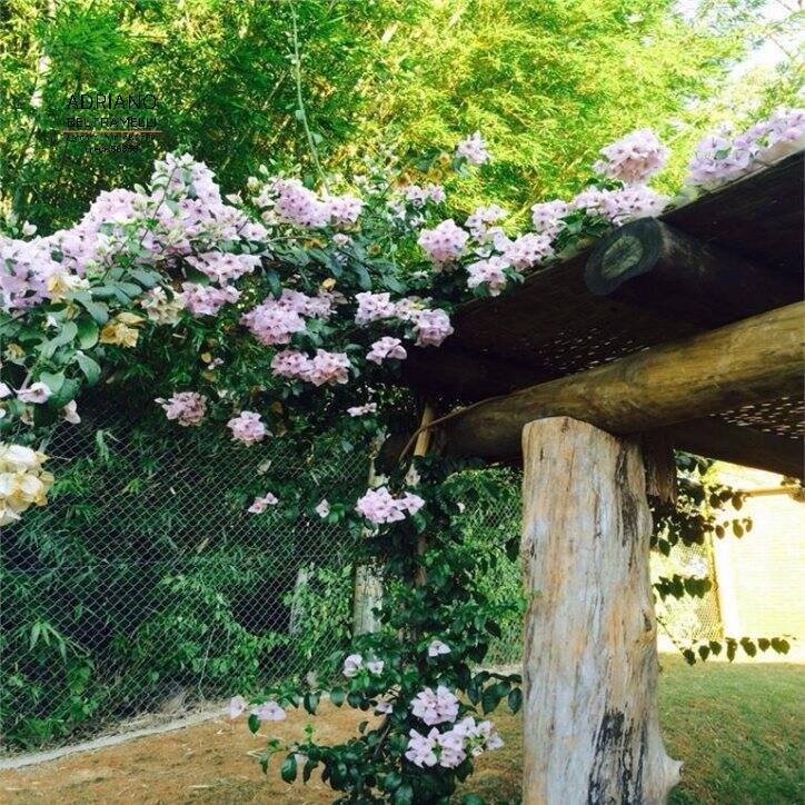 Sítio, 5 quartos, 3 hectares - Foto 14