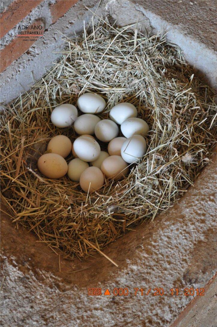 Sítio, 5 quartos, 3 hectares - Foto 16