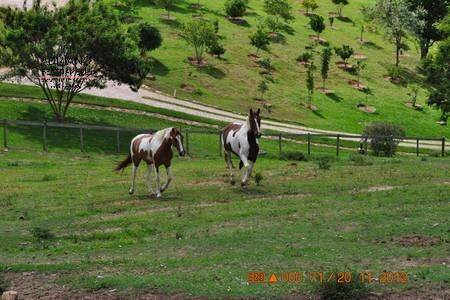 Sítio, 5 quartos, 3 hectares - Foto 3