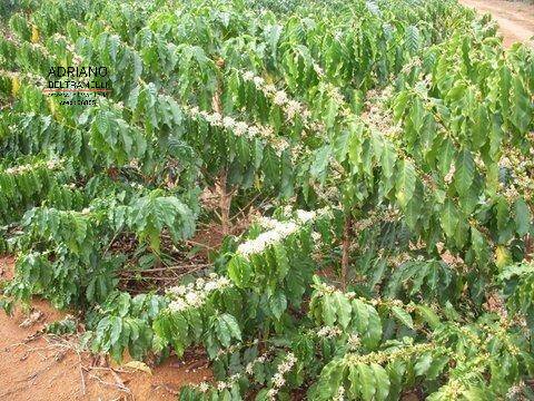 Fazenda à venda com 1 quarto, 3000m² - Foto 9