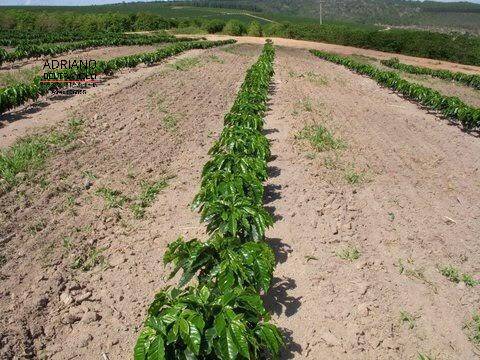 Fazenda à venda com 1 quarto, 3000m² - Foto 10