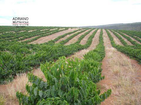 Fazenda à venda com 1 quarto, 3000m² - Foto 3