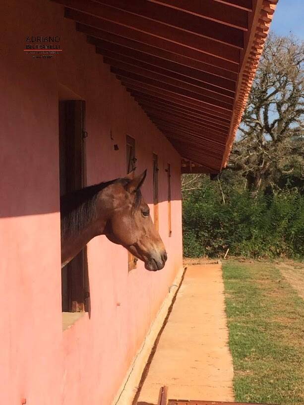 Chácara à venda com 4 quartos, 55000m² - Foto 3